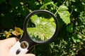 Black magnifier in hand increases the green leaf