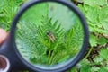 A black magnifier in the hand magnifies a bee