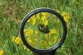 Black magnifier in hand magnifies a green big bug Royalty Free Stock Photo