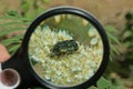 Black magnifier in hand magnifies a green big bug Royalty Free Stock Photo