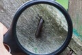 magnifier increases bent rusty nail in a gray wooden board