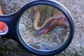 Black magnifier magnifies long red worm Royalty Free Stock Photo