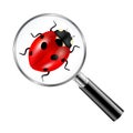 Black Magnifying Glass With Ladybug