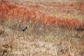 A black magpie in autumn prairie Royalty Free Stock Photo