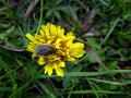 Black maiden beetle on a yellow dandelion flower Royalty Free Stock Photo