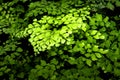 Black Maidenhair Fern Royalty Free Stock Photo