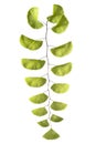 Black maidenhair fern, Adiantum philippense leaves, Fern isolated on white background with clipping path