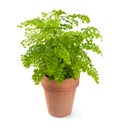 Black Maidenhair plant in vase