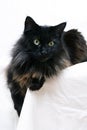 Black maine coon Royalty Free Stock Photo