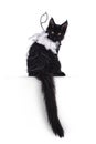 Black Maine Coon cat kitten with angel wings on white Royalty Free Stock Photo