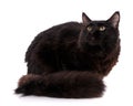 Black Maine Coon cat With long brown wavy hair, lying in front Royalty Free Stock Photo