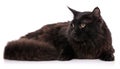 Black Maine Coon cat With long brown wavy hair, lying in front Royalty Free Stock Photo