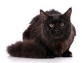 Black Maine Coon cat With long brown wavy hair, lying in front Royalty Free Stock Photo