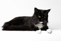 Black Maine Coon Cat Lying and Looking Down, White Background, Royalty Free Stock Photo