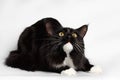 Black Maine Coon Cat Lying, Looking up, on White Background Royalty Free Stock Photo