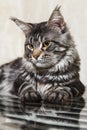 Black maine coon cat posing on glass table Royalty Free Stock Photo