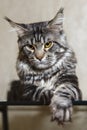 Black maine coon cat posing on glass table Royalty Free Stock Photo