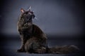 Black Maine Coon cat Royalty Free Stock Photo