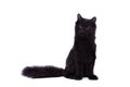 Black Maine Coon cat on white Royalty Free Stock Photo