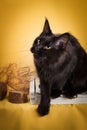 Black maine coon cat on yellow background Royalty Free Stock Photo