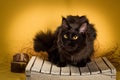 Black maine coon cat on yellow background Royalty Free Stock Photo