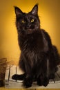 Black maine coon cat on yellow background Royalty Free Stock Photo