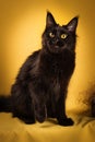 Black maine coon cat on yellow background Royalty Free Stock Photo