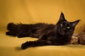 Black maine coon cat on yellow background Royalty Free Stock Photo