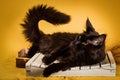 Black maine coon cat on yellow background Royalty Free Stock Photo