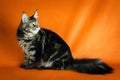 Black maine coon cat on yellow background Royalty Free Stock Photo