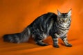 Black maine coon cat on yellow background Royalty Free Stock Photo