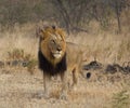 A Black mained Male Lion doing his morning patrol in the African Savannah