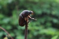 Black Maize Beetle Royalty Free Stock Photo