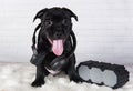 Black male American Staffordshire Bull Terrier dog puppy with softbox and headphones on white