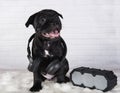 Black male American Staffordshire Bull Terrier dog puppy with softbox and headphones on white