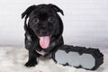 Black male American Staffordshire Bull Terrier dog puppy with softbox and headphones on white