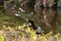 Black male Anhinga anhinga dries is wings
