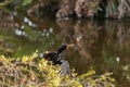 Black male Anhinga anhinga dries is wings