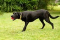 Black Male Australian Kelpie Dog