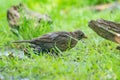 The black male blackbird sits in a green lawn. The common blackbird, Turdus merula, seen from the side Royalty Free Stock Photo