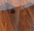 Black male bold jumping spider on hardwood floors inside a house