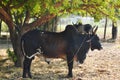 Black male Brahman cattle standing under tree in farm Royalty Free Stock Photo