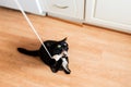 Black male cat playing with feather toy Royalty Free Stock Photo