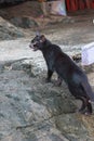 A black male cat, standing on a black rock, Aceh