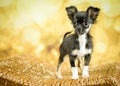 Black Male Chihuahua Puppy with Golden Background