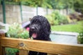 Black male Cockapoo at the garden gate. Royalty Free Stock Photo