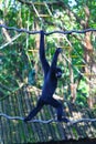 A black male gibbon is walking on vine in the zoo Royalty Free Stock Photo