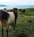 Black male horse with funny face back to female horse. Naughty gesture and as if laughing at the camera