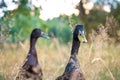 Black Male Indian Runner Ducks