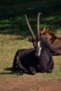 A black male sable antelope laying down